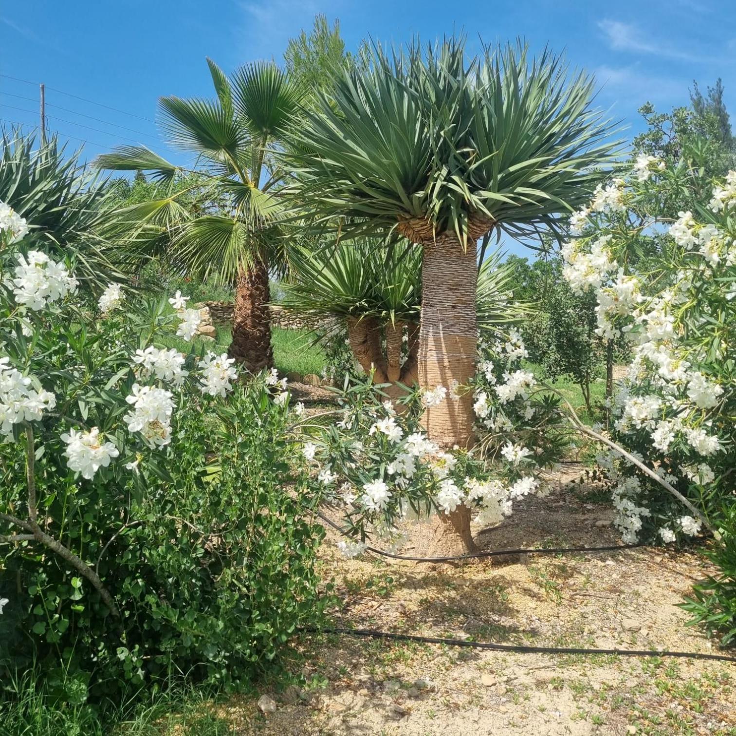 Cortijo Las Gallardas En Almeria Los Gallardos Екстер'єр фото